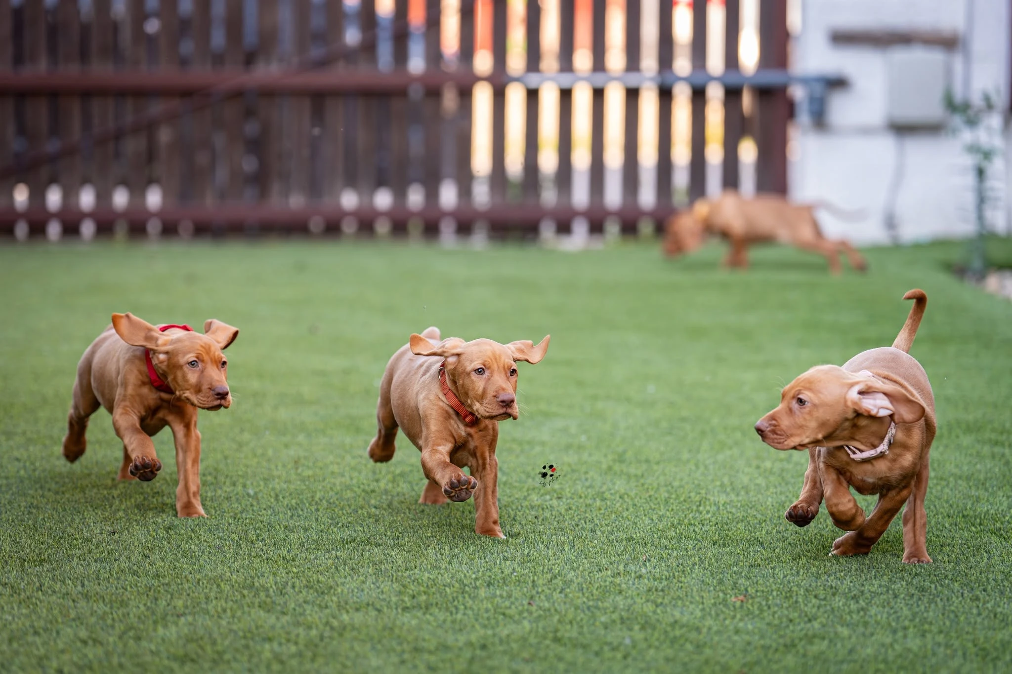 Kutyabarát műfű – vizsla kölykökkel tesztelve