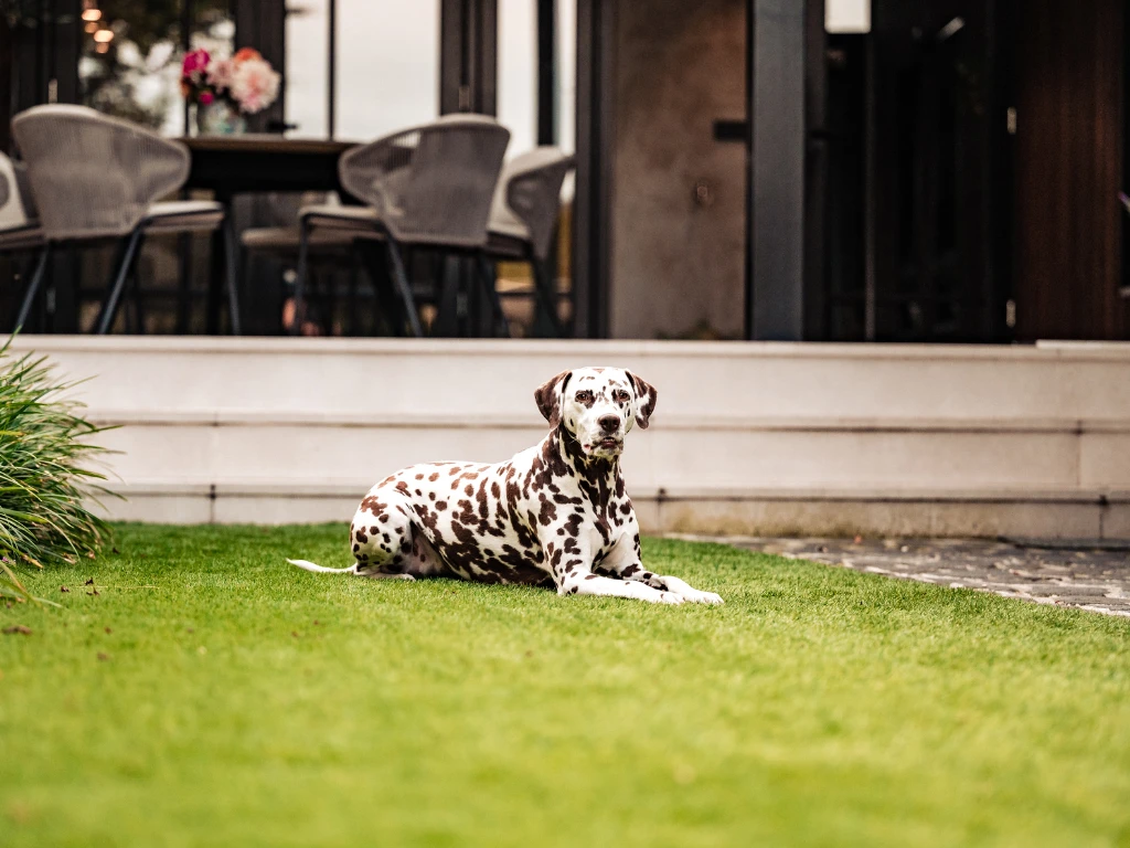 ONE-DNA Elan 35 - marketing